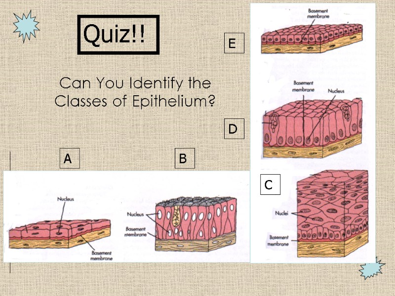 Can You Identify the Classes of Epithelium? A B C D E Quiz!!